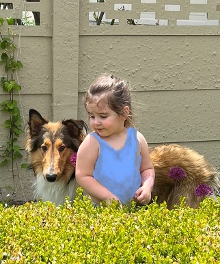 Image of Classic Scottish Farm Collie